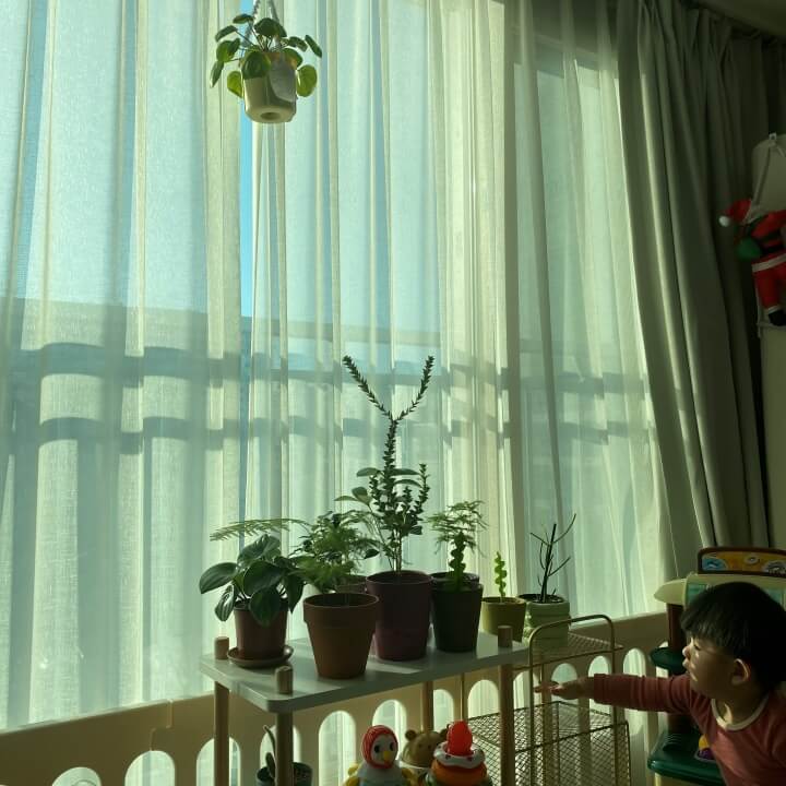 필레아페페 키우기