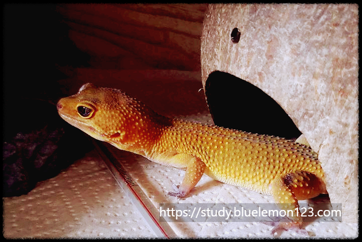 레오파드게코 대사성골질환