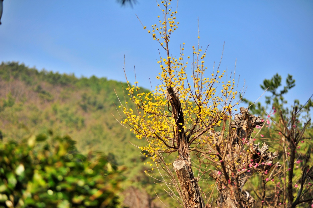 봄에 피는 꽃 산수유
