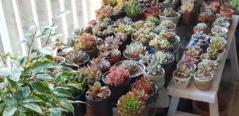 다육이 물주기 환기요령 일조량관리 여름과 겨울 관리법_2