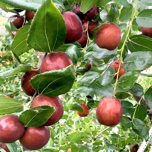 사과대추 칼로리