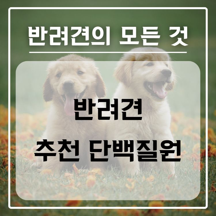 반려견 추천 단백질원