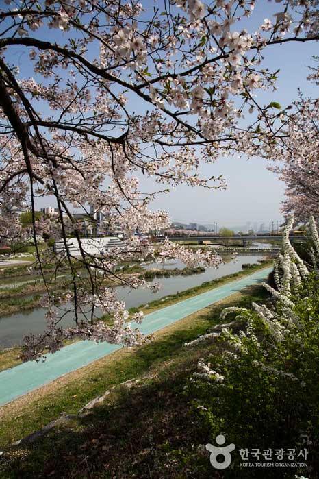 갑천변 벚꽃
