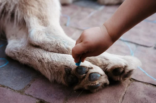강아지 발바닥/출처:어도비스톡