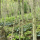 화담숲 단풍 절정시기