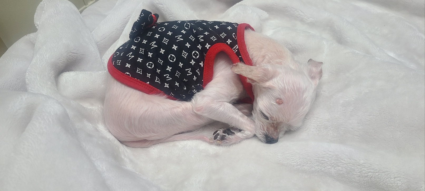 편안하게 이불 위에서 잠을 자고 있는 노령견 강아지 모습