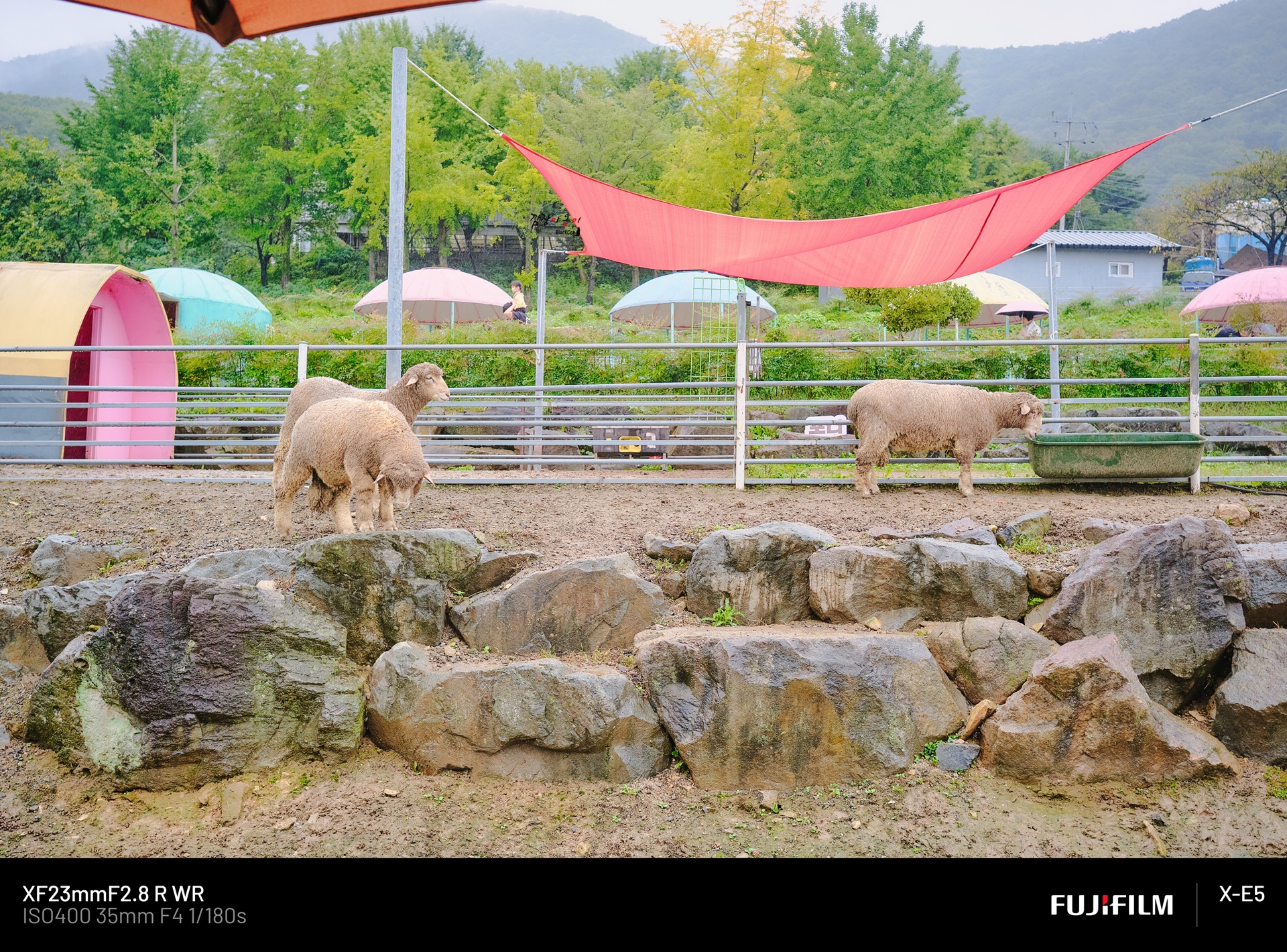 울산 하늘목장 면양 관람 구역