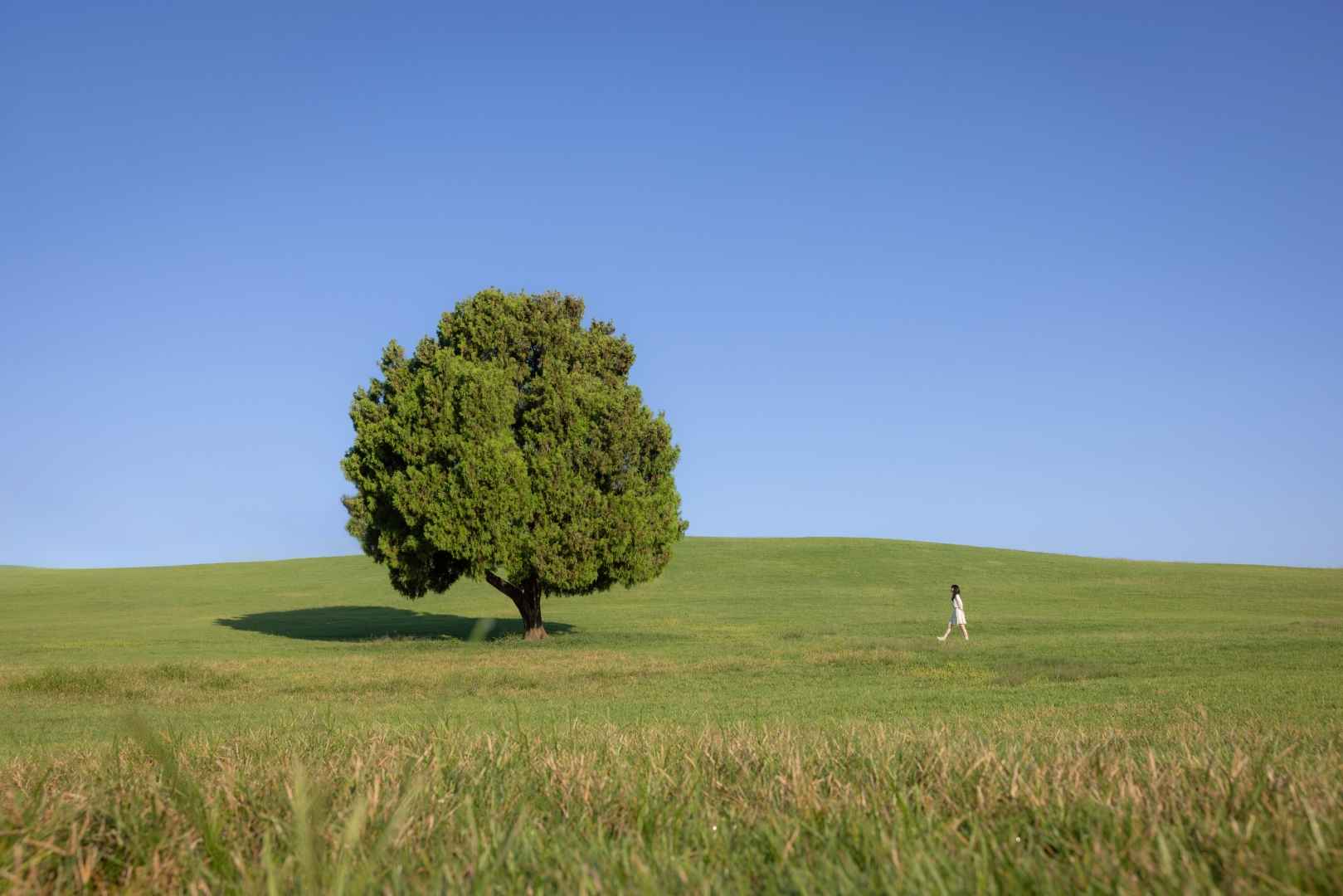 올림픽공원 나홀로나무