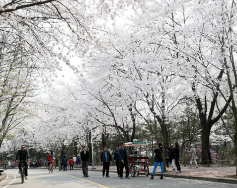 인천대공원-벚꽃축제