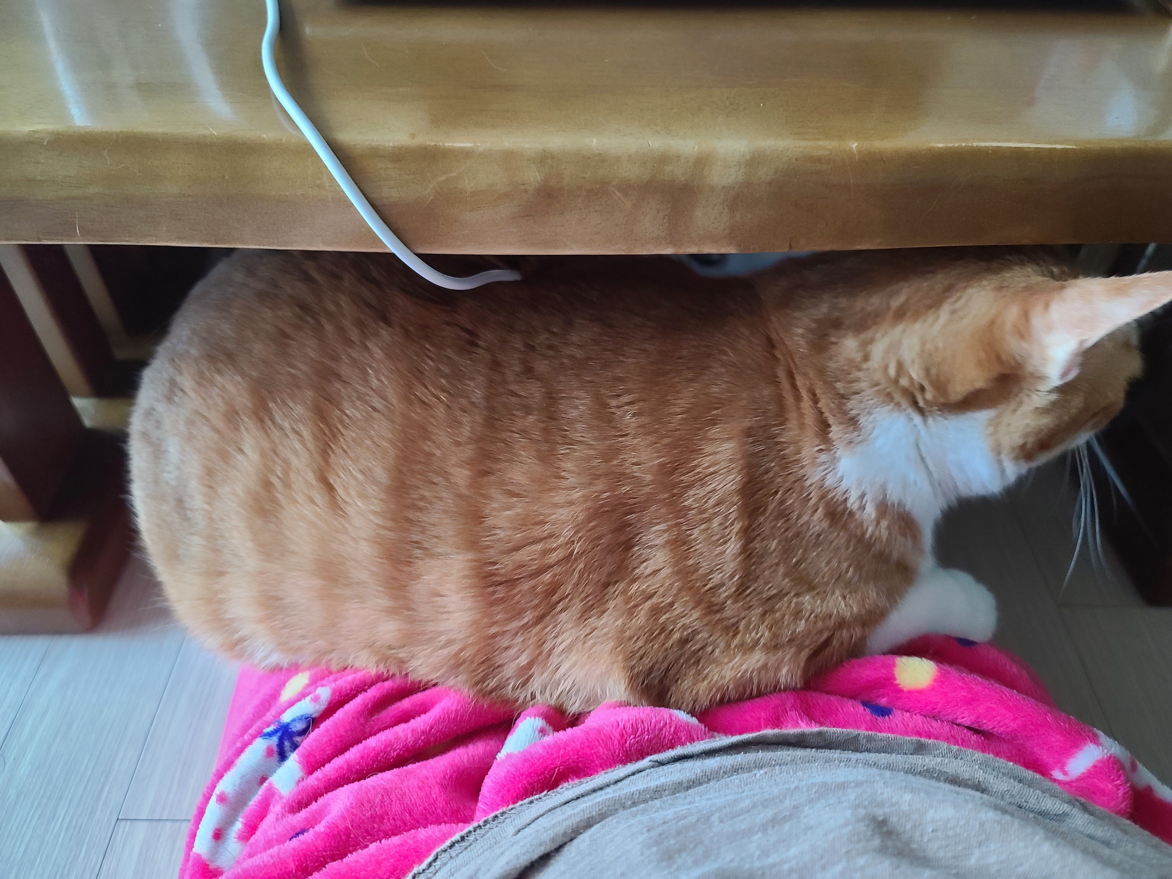 엄마 집사 무릎위 치즈냥이들 (feat. 무릎냥이들)