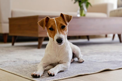 개가 차분하지 않게 어슬렁거리고 있다