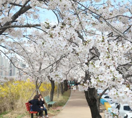 안양 벚꽃