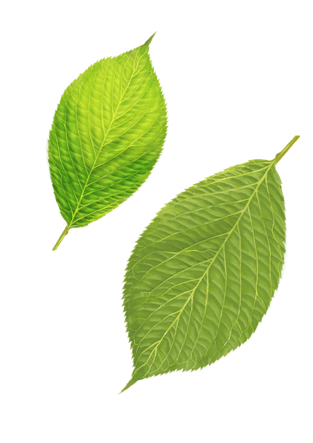 깻잎-나오는-꿈-해몽