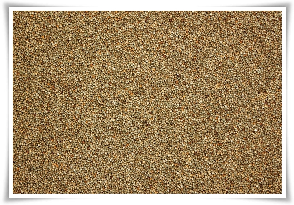 "10월, 들깨 수확해야 해요!" 건강과 맛을 한 번에 얻는 들깨 수확법!