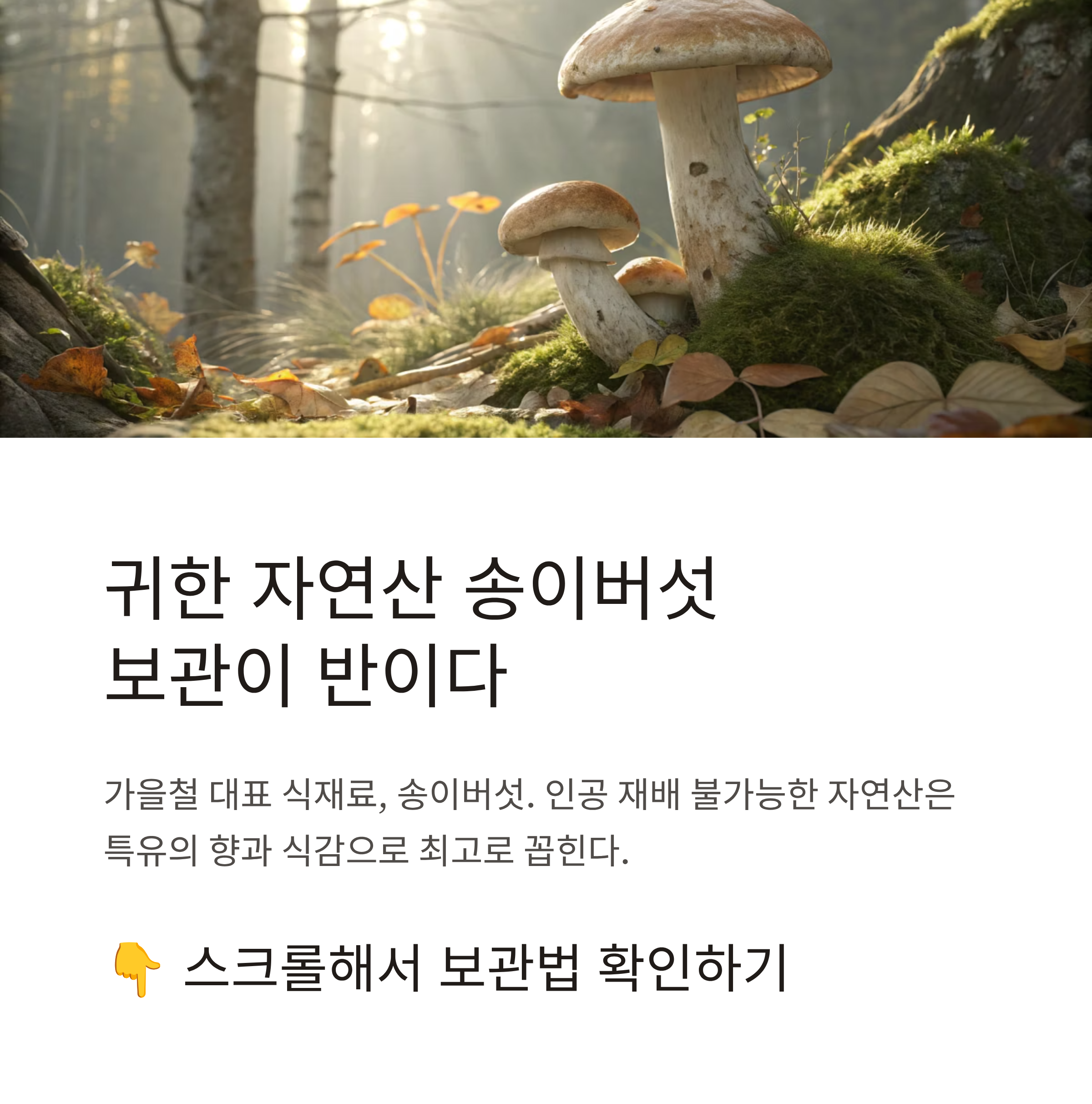 자연산 송이버섯 보관법 완벽정리|향과 식감 그대로 오래 보관하는 비결