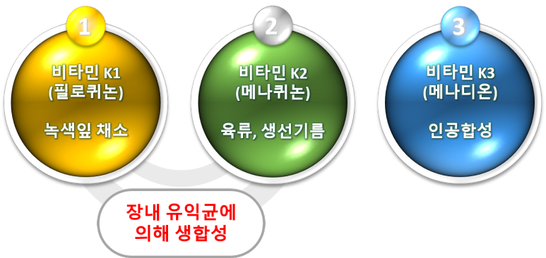 비타민K의 종류