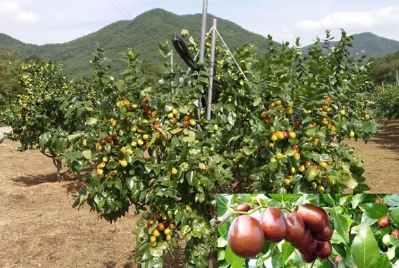 대추 재배 개화기 관리 봉지 씌우기 열매 터짐 예방_2