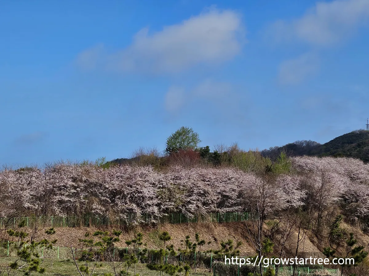 인천시 연수구 봉재산 벚꽃