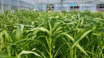 공심채 재배 여름 재배 물 충분 배수 필수_14