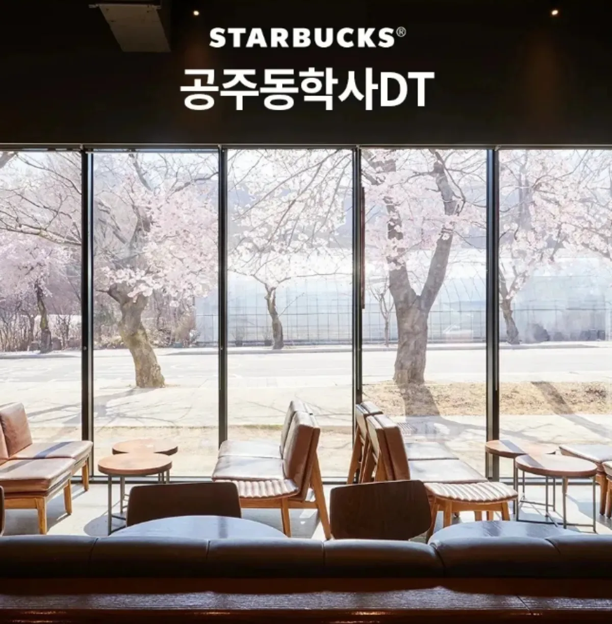 스타벅스-벚꽃명당-사진