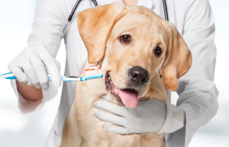 양치질하는 강아지 이미지