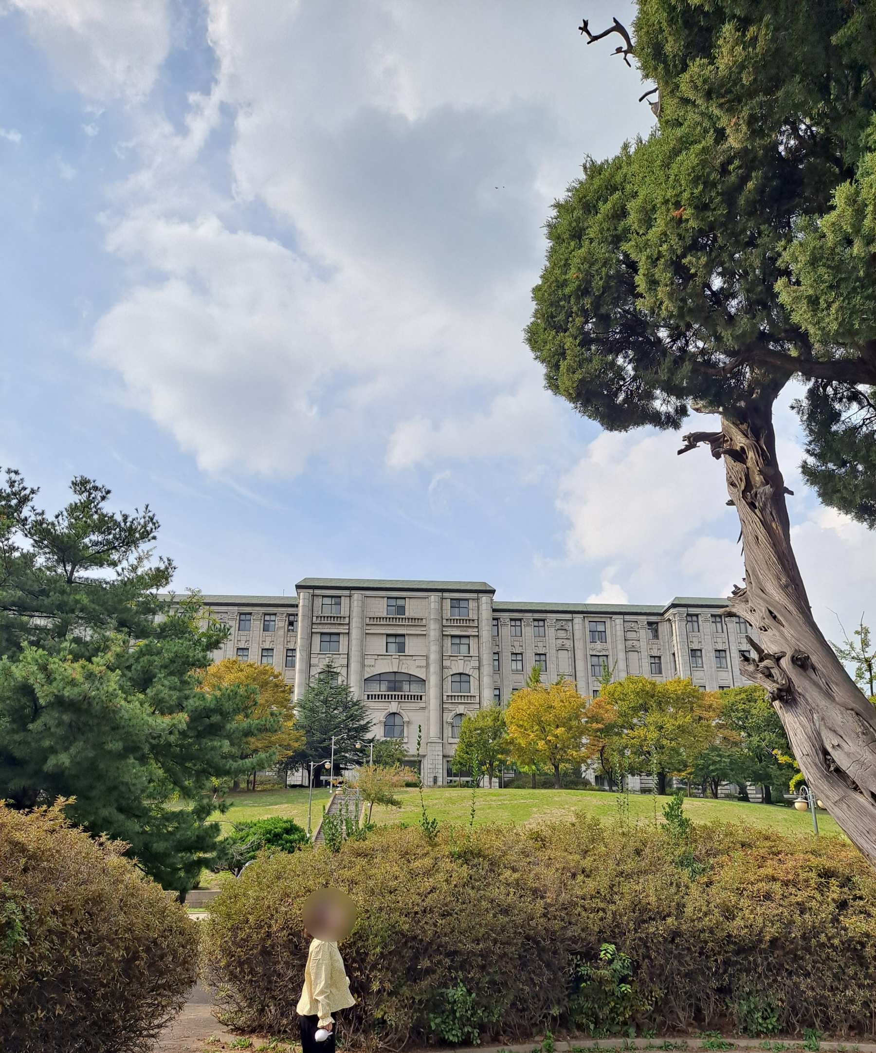 나무와 석조건물