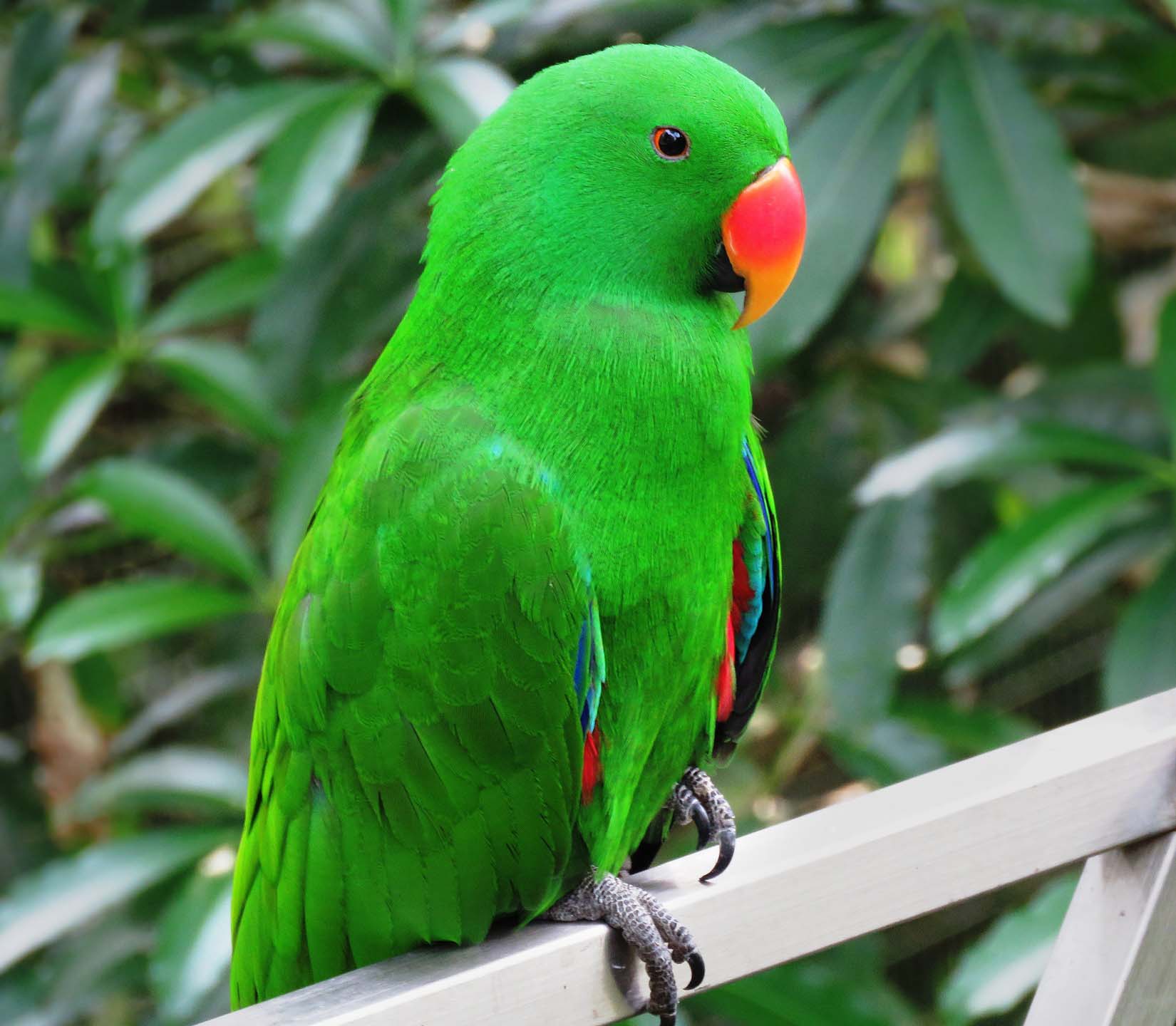 뉴기니아 관련 사진