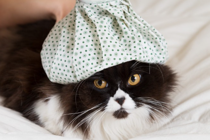 머리를 식히는 고양이.