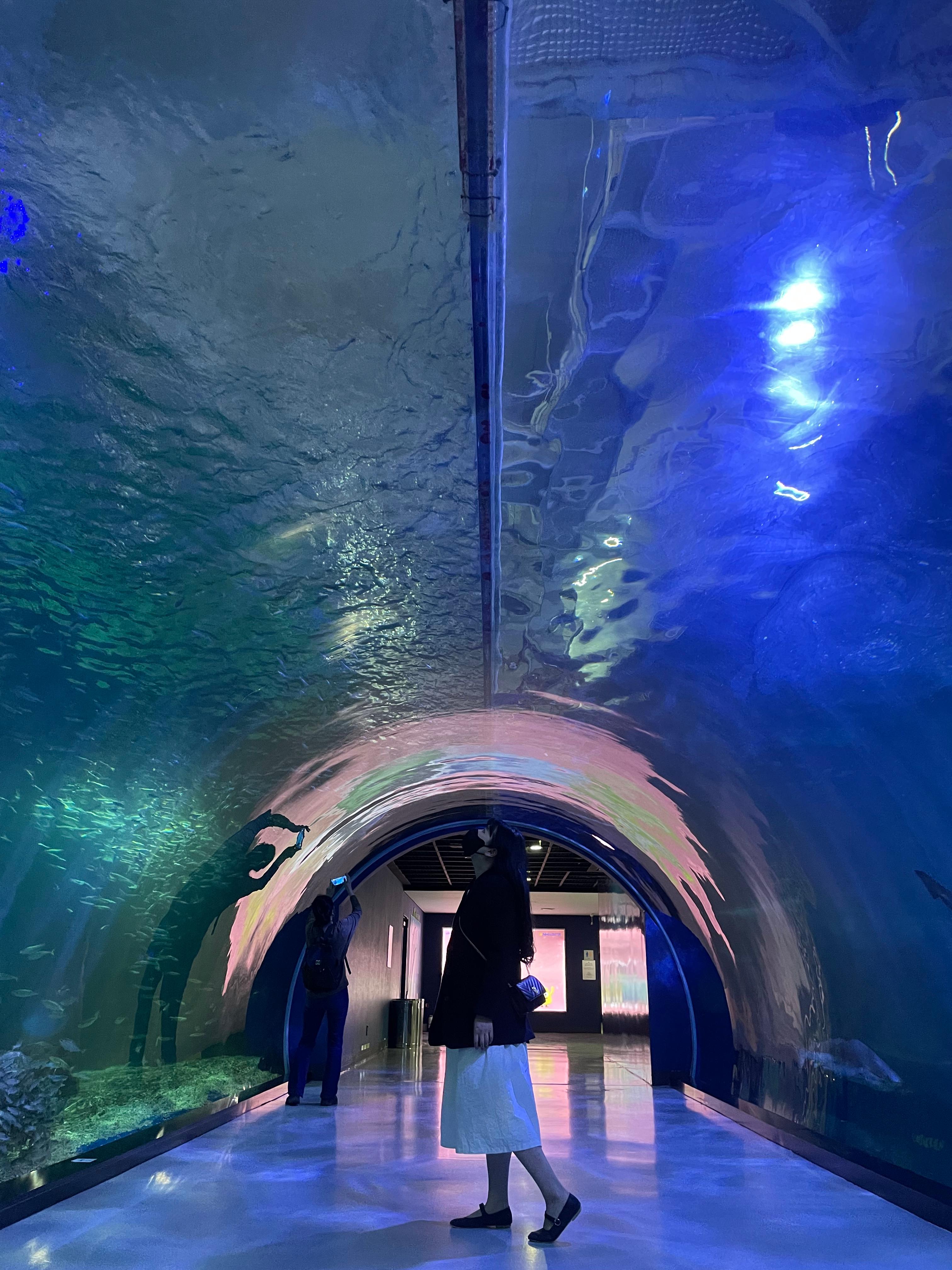 [잠실/강남] 미세먼지 걱정 없는 대형 아쿠아리움 &amp; 실내 몰 데이트 완벽 가이드