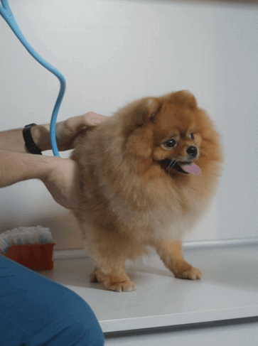 반려생활비 30~80만 원 줄이는 10가지 전략 │ 사료&middot;병원비&middot;미용비 절감 완전정리