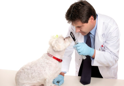 눈을 진찰받는 말티즈.