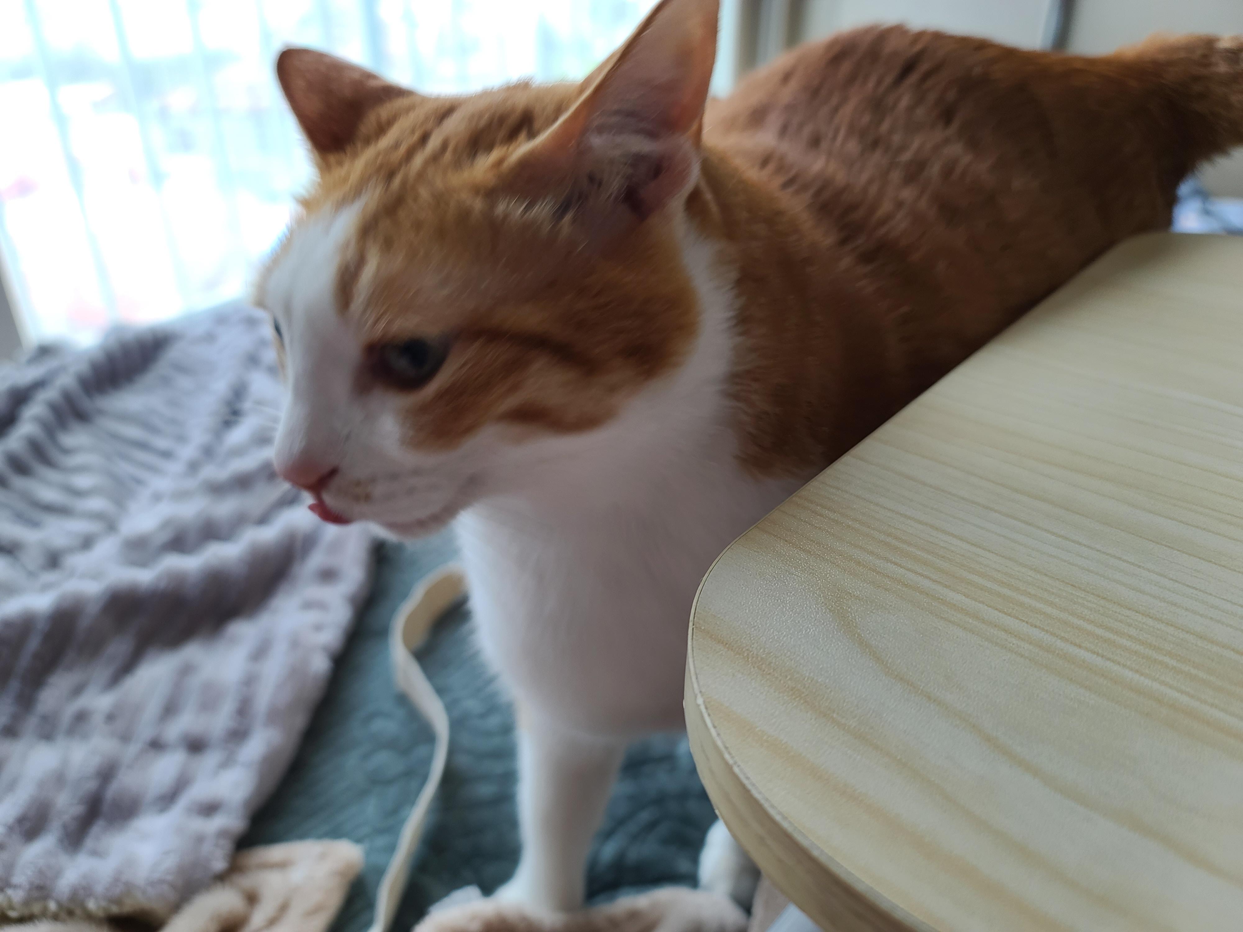 애정하는 장난감 물고와서 놀자고 조르는 고양이 호야