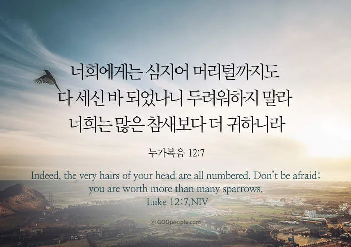 매일성경묵상(누가복음 12장 13-34절) 누가 네 인생의 주인이냐?_6