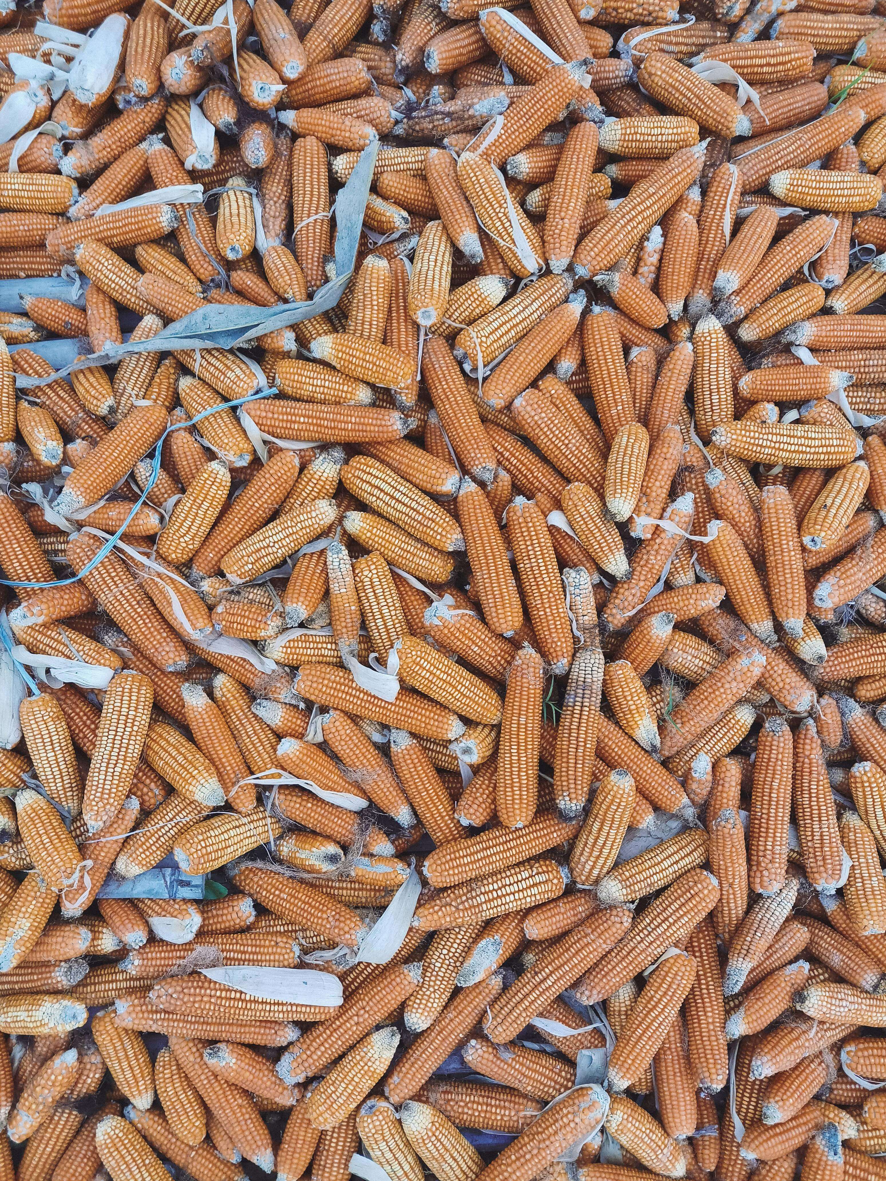 초당-옥수수-효능-삶는법-보관법-한번에-알아보기