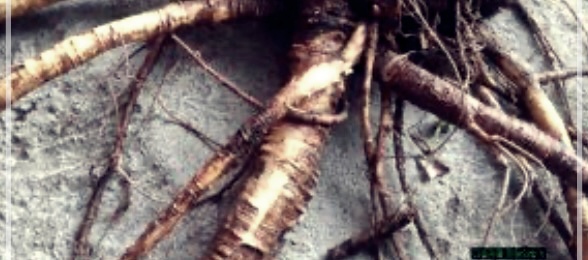 독활의 효능, 먹는법, 그리고 부작용에 관하여