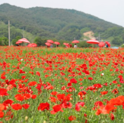 용수골_양귀비축제_양귀비정원