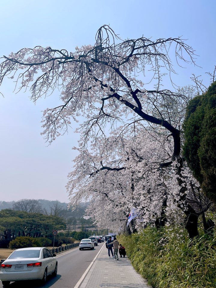 벚꽃