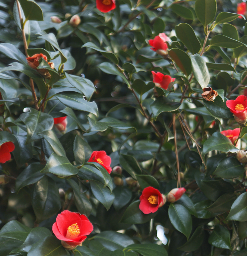서천 동백꽃 쭈꾸미 축제