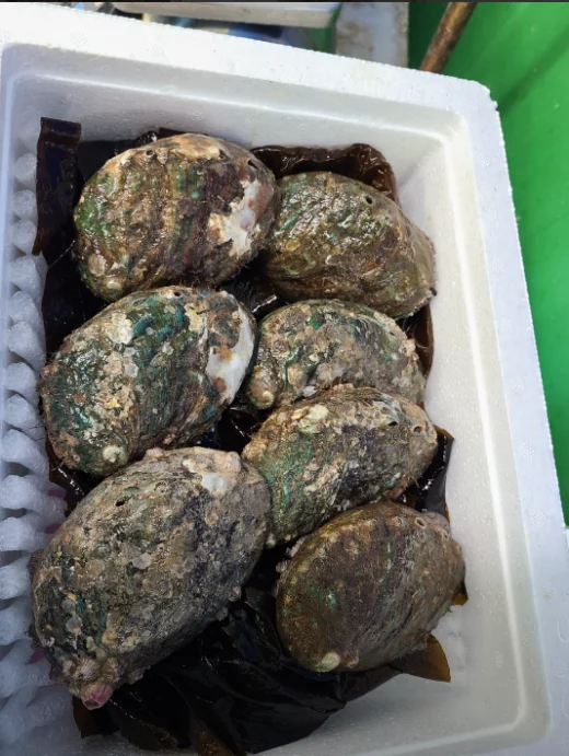 완도-메이져수산-전복-6시내고향-맛나는-거리