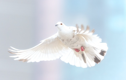 비둘기 경주: 새들과 함께하는 색다른 스포츠