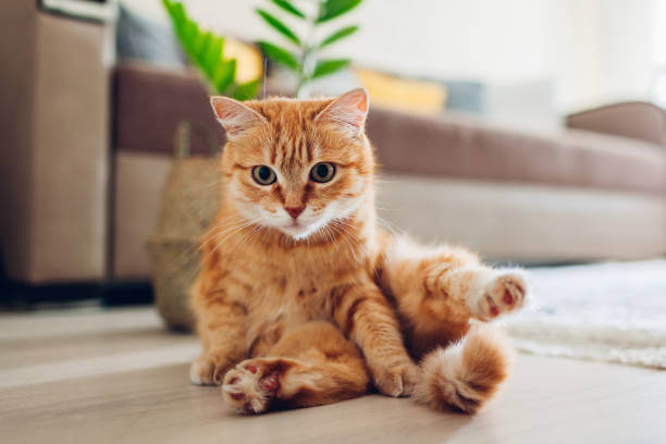 고양이 복막염 증상&#44; 원인&#44; 치료