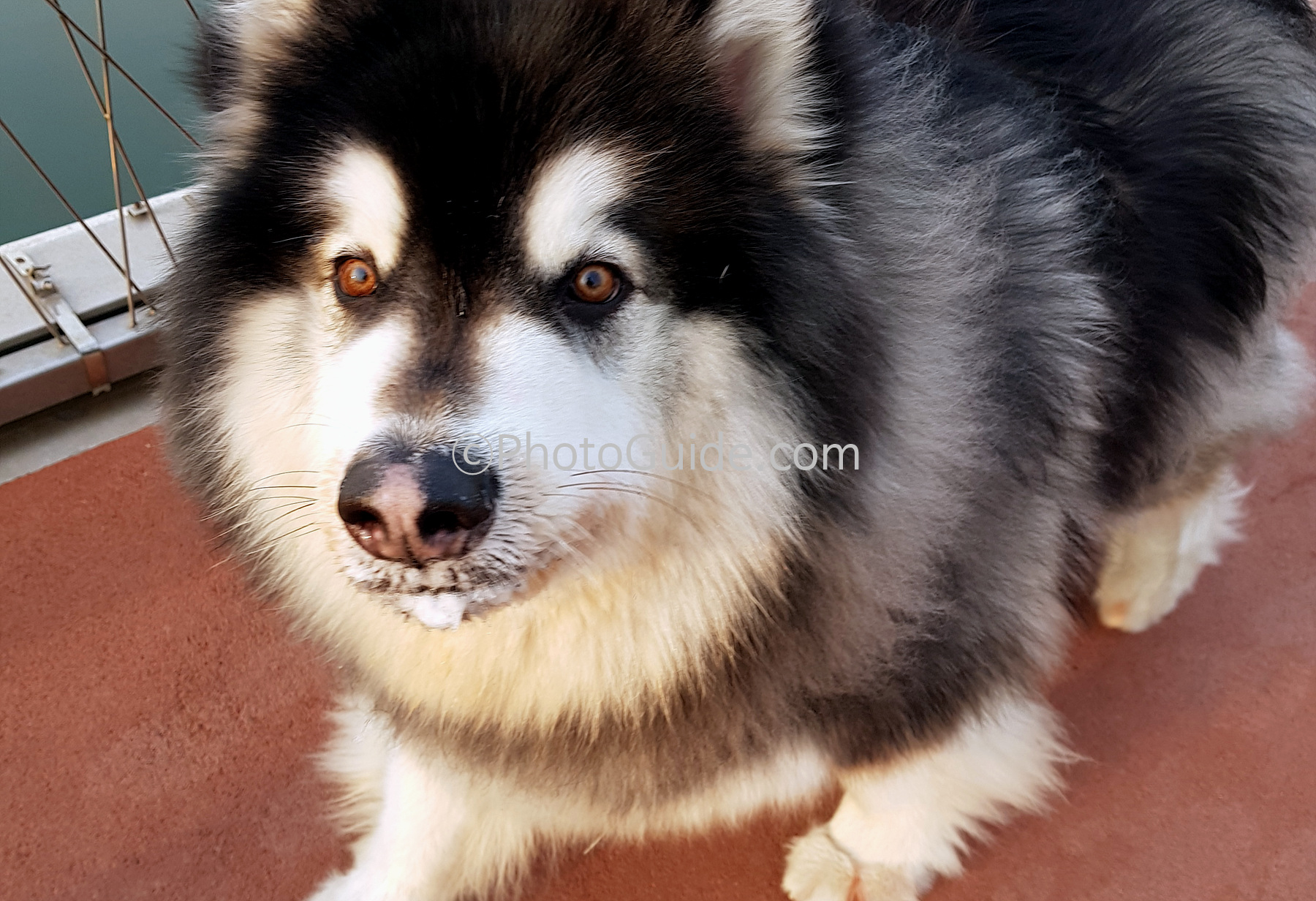 시베리안허스키-개