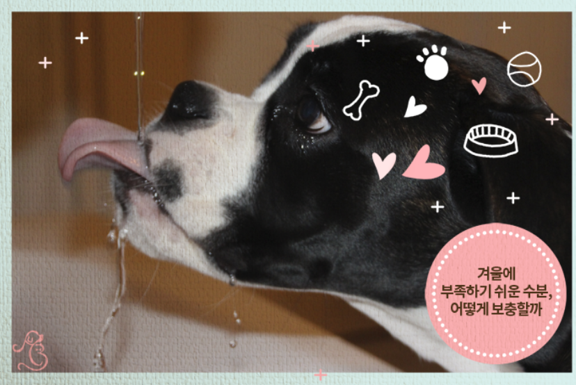 강아지 물 섭취 관리