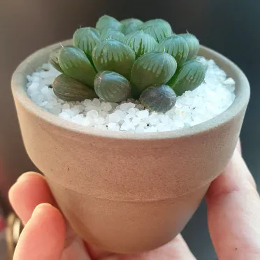 &amp;quot;하월시아