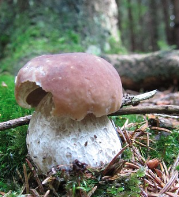 송이버섯 보관방법 (계절별, 냉장, 냉동보관) 총정리