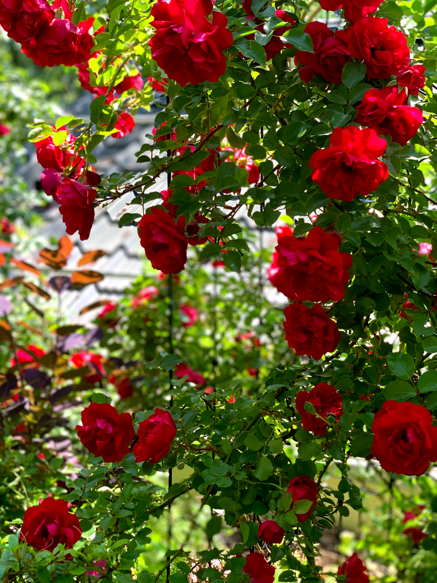 가평 타샤의정원251