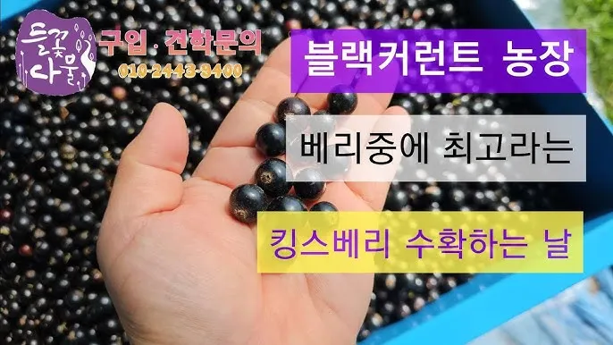 블랙커런트 재배 전정 관리 통풍 확보 병해 줄이기_1