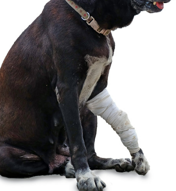 강아지 골절 종류&amp;#44; 증상&amp;#44; 수술 후 관리법 총정리