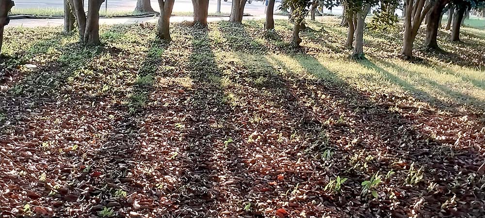 서귀포 해질녘 빛과 그림자