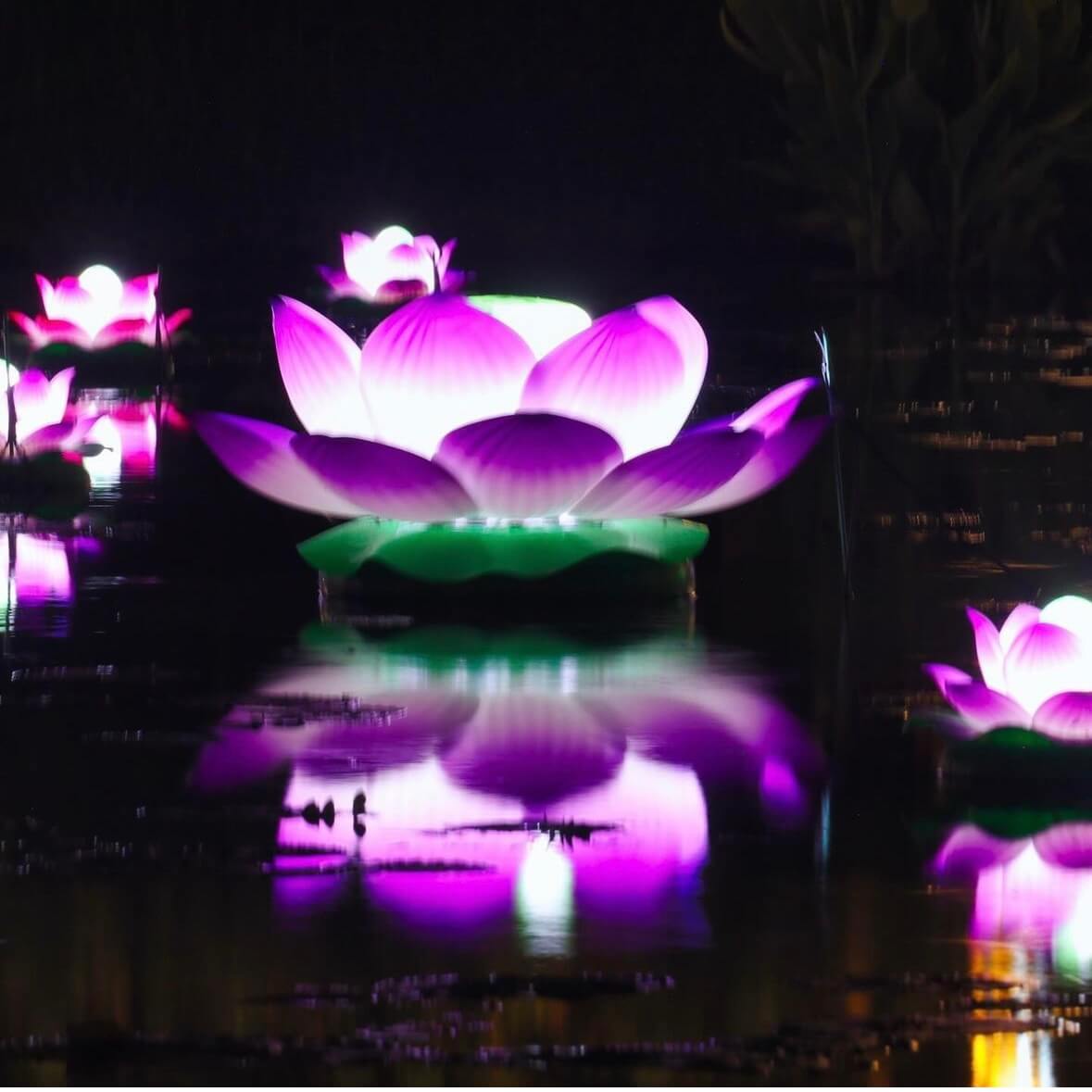 부여 궁남지 연꽃축제